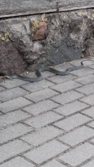 Moterį išgąsdino miesto centre pasirodžiusi gyvatė (4)