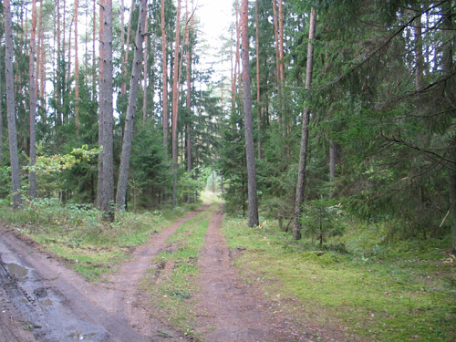 Naujieji miškų savininkai galanda pjūklus