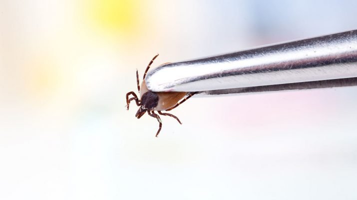 Nuo erkinio encefalito skiepytis rekomenduojama pradėti žiemą