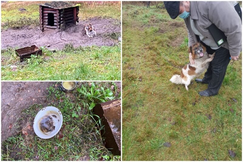 Pagalbos šauksmas dėl šunelio Jurbarko r. pasisuko netikėtai: bandė nupirkti už 100 eurų, bet suprato, kad nieko nebus (1)