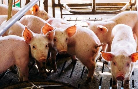 Paskelbta ekstremali situacija: daugėja Afrikiniu maru užsikrėtusių kiaulių (1)