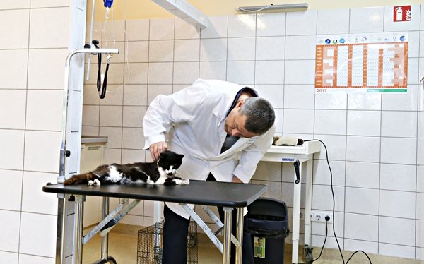 Paskynuose peršautas katinas (3)