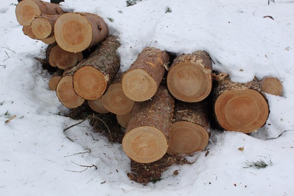 Patarimai gabenantiems apvaliąją medieną
