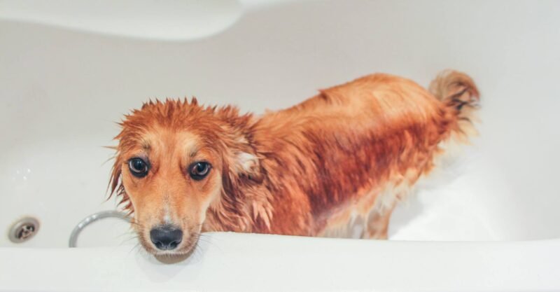 Pavasarį vėl grasina šunų ir kačių platinamos ligos