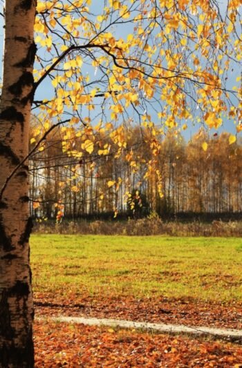 Pavojingos rudeninio vairavimo kombinacijos – nenuvertinkite prikritusių lapų