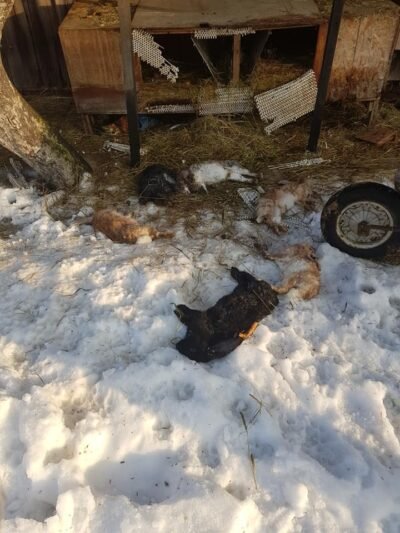 Plėšrūnai papjovė klebono triušius (5)