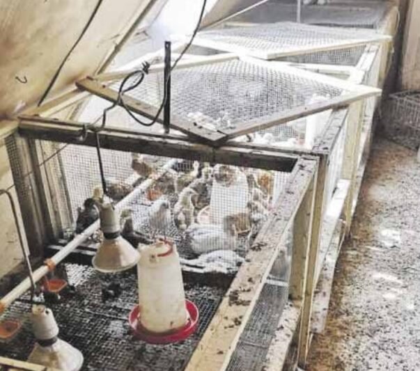 Po pažeidimų – draudimas verstis paukštininkyste