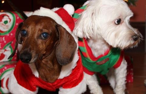 Prieš dovanodami gyvūną augintinį, gerai apsvarstykite