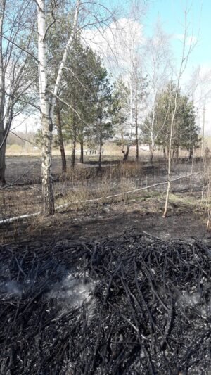 Prie Viešvilės liepsnojo hektaras žolės (1)