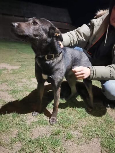 Priklydo šuo, ieškomi šeimininkai