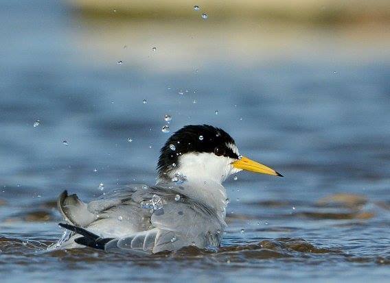 Rajone – unikalios paukščių kolonijos