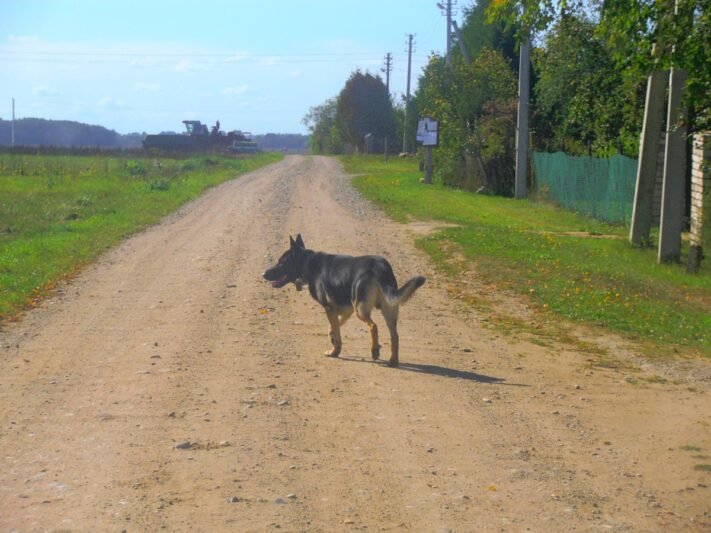 Ramybę trikdo palaidas vilkšunis (video) (6)