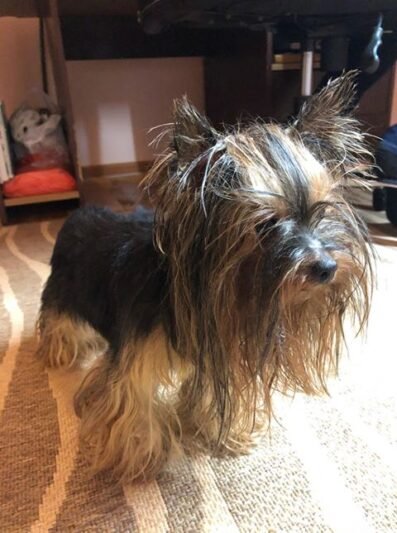 Rastas šuniukas – ieškomi šeimininkai