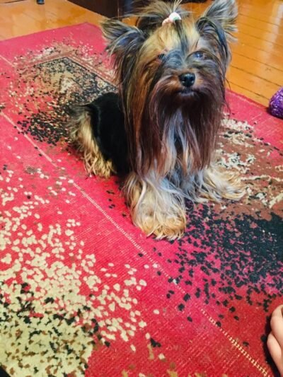 Rastas šuo, ieško šeimininkų