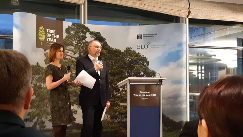 Raudonę garsino unikali liepa