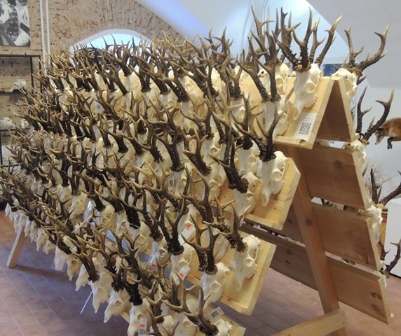 Raudonės pilyje – unikalių trofėjų paroda