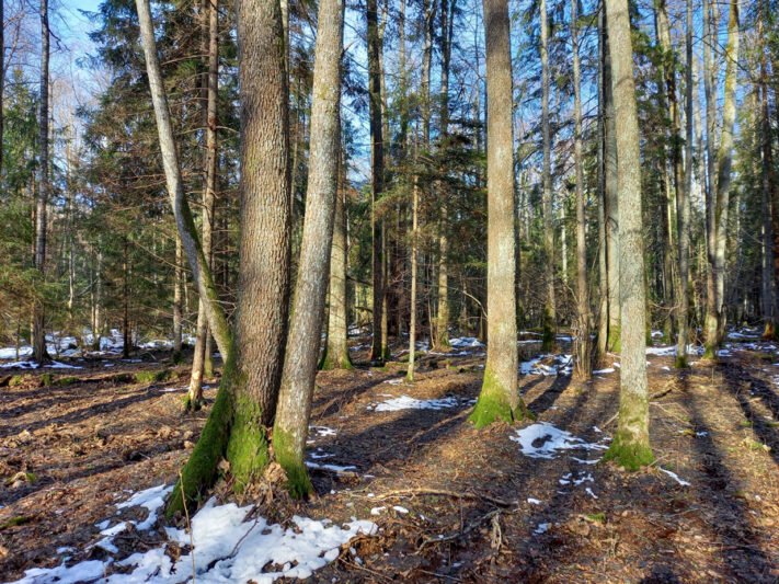 Į rezervatą įsėlino pavasaris
