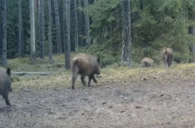 Rezervato kameros užfiksavo šernų šeimyną (video)