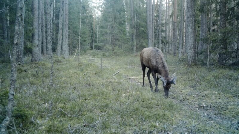 Rezervato pavasaris – vėl įprastu ritmu (4 video)