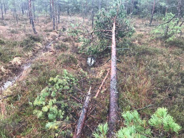 Saugomą aukštapelkę nuniokojo visureigininkai (nuotraukos) (8)