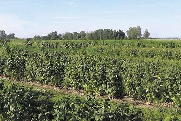 Sintetinių trąšų keliamas pavojus – kaip  darže ir sode išvengti neigiamo poveikio aplinkai?