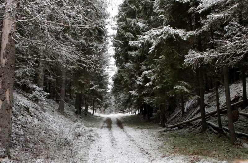 Skirtumai matosi plika akimi: dešinėje – saugomas rezervatas, kairėje – prižiūrimas miškas
