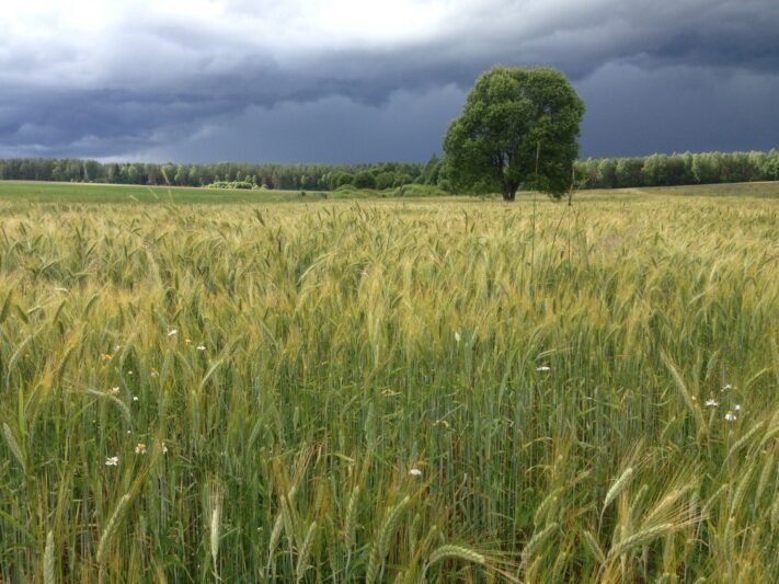 Sodybą kaime siūlo dovanų: verta apie 20 tūkst. eurų (1)