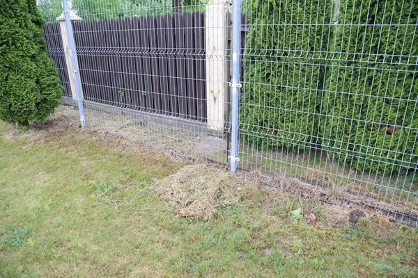 Į stadioną meta žolę (nuotraukos) (5)