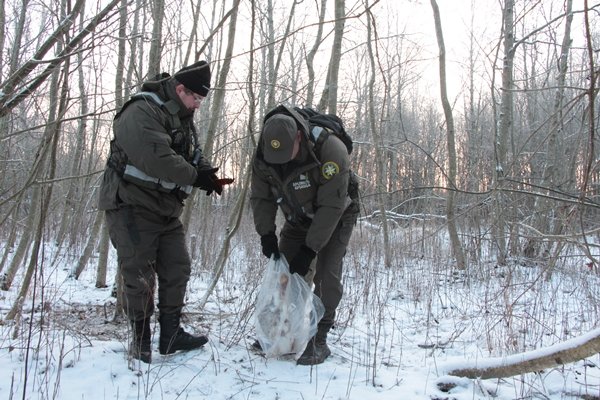 Sugavo patyrusį kilpininką (nuotraukos) (3)