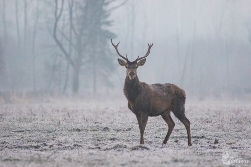 Sučiupta tris elnius sumedžiojusi ketveriukė, ugniagesiui gresia atleidimas (17)
