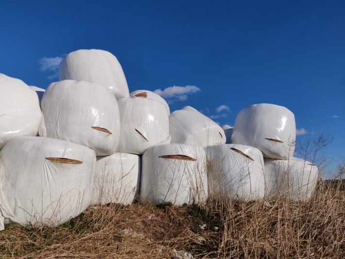 Suniokojo šieno spudulų už 4500 eurų