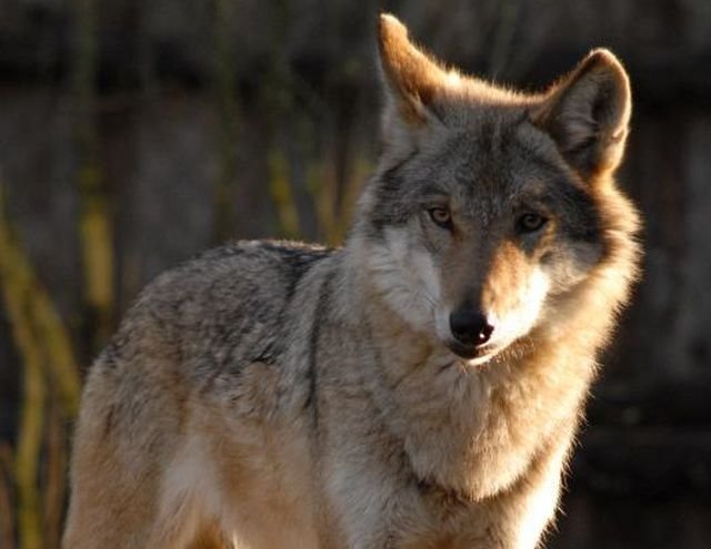 Sustabdė vilkų medžioklę rajone