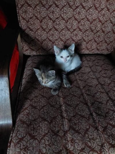 Tarp seniūnijos ir moters kilo „kačių“ karas (1)