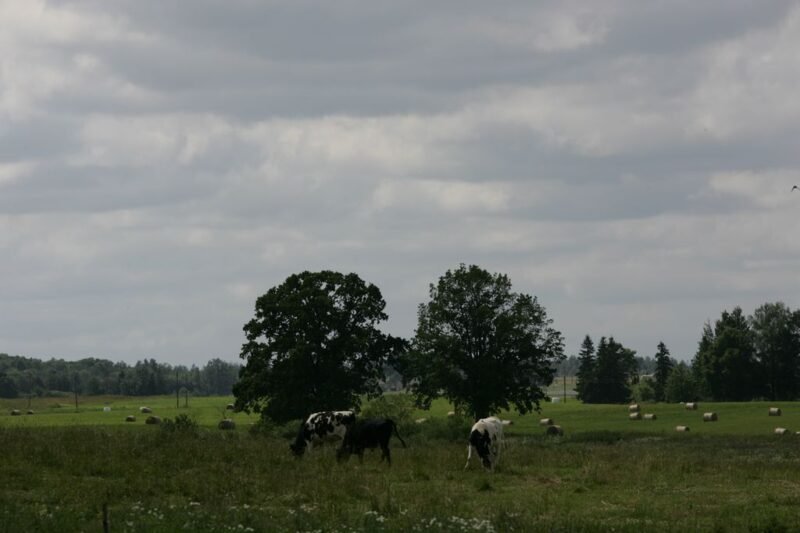 Tiesioginėms išmokoms gauti privaloma laikytis GAAB-ų reikalavimų