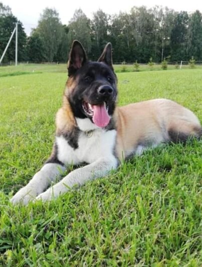 Už dingusio šuns suradimą – tūkstantis eurų