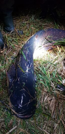 Už milžinišką šamą – didžiulė bauda (5)