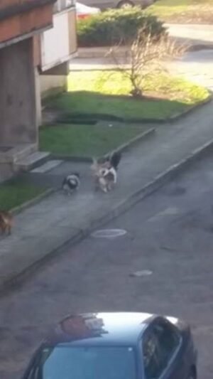 Šunys vėl terorizuoja miestiečius (balsavimas, papildyta video) (6)