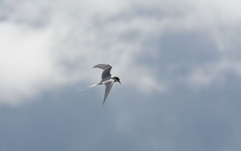 Upinėms ir mažosioms žuvėdroms – palankesnės sąlygos perėti (2)