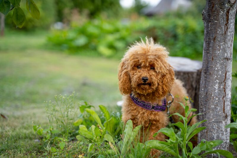 Vaikas nori augintinio. Ką svarbu žinoti tėvams?