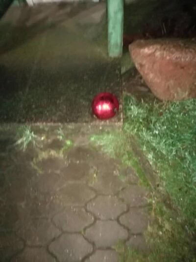 Vandalai niokoja ką tik papuoštas eglutes (8)