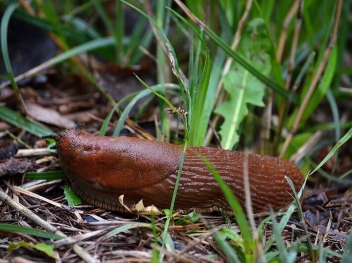 Vejame šliužus iš daržo: pagrindinės taisyklės