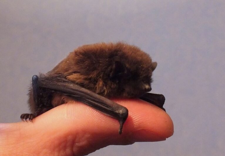 Į Viešvilę – pažinti mitais apipintų šikšnosparnių