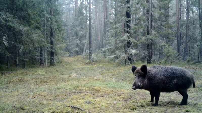 Viešvilės miškuose – šernų maudynės (video)