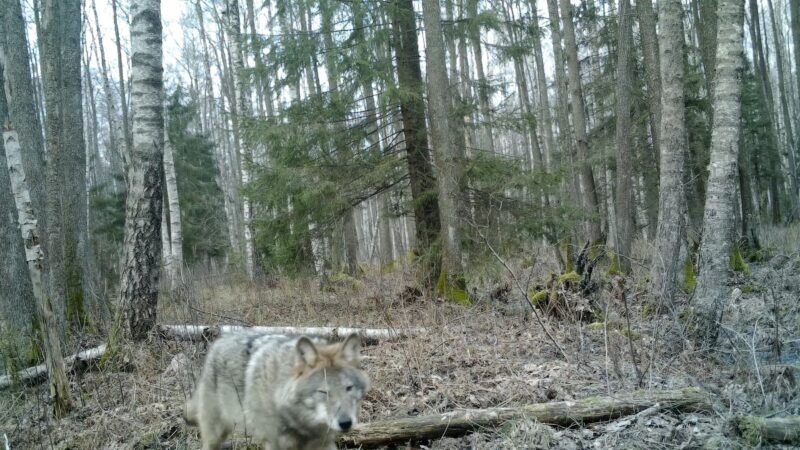 Viešvilės rezervatas – kai žiemos nėra (video)