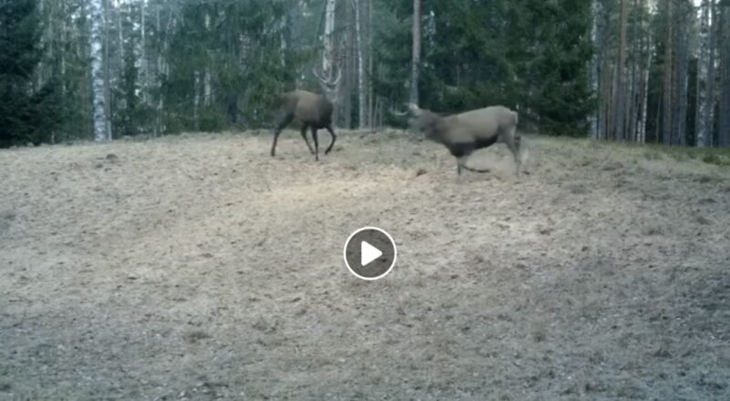 Viešvilės rezervate – elnių kautynės (video) (1)