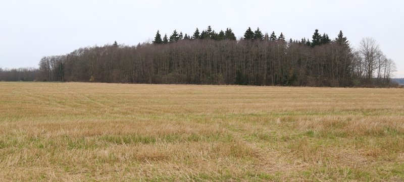 Vilkai sudraskė keturias avis