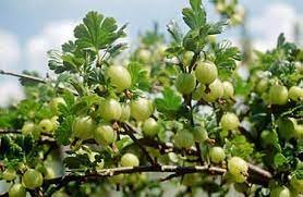 Vitaminų šaltinis – agrastai: naudokite juos ne tik uogienėms