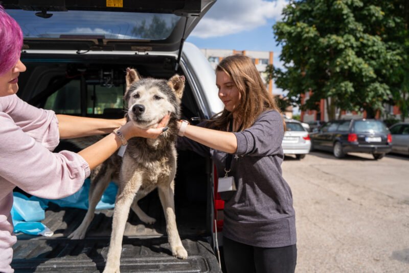 VMVT paėmė šunį. Įtaria žiaurų elgesį su gyvūnu