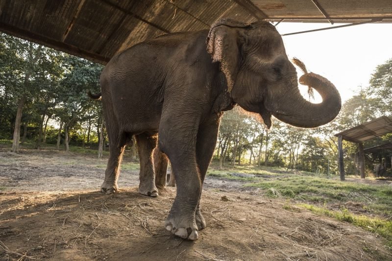 Kovo 3-ioji – Tarptautinė rašytojų diena; Pasaulinė laukinės gamtos diena; Pasaulinė klausos diena