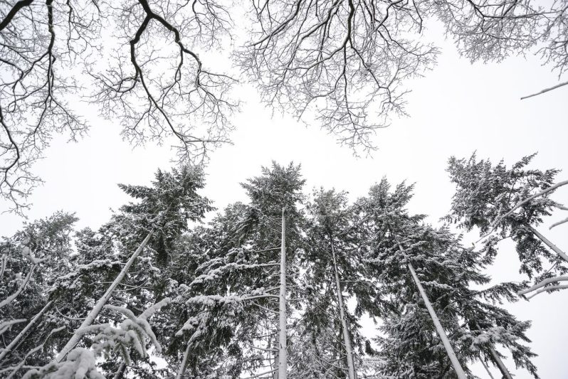 Free winter snow trees photo